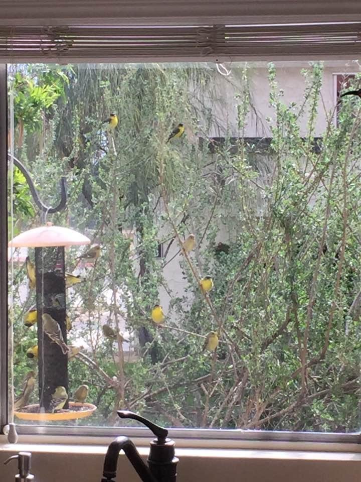 Goldfinches anxiously waiting for their turn.