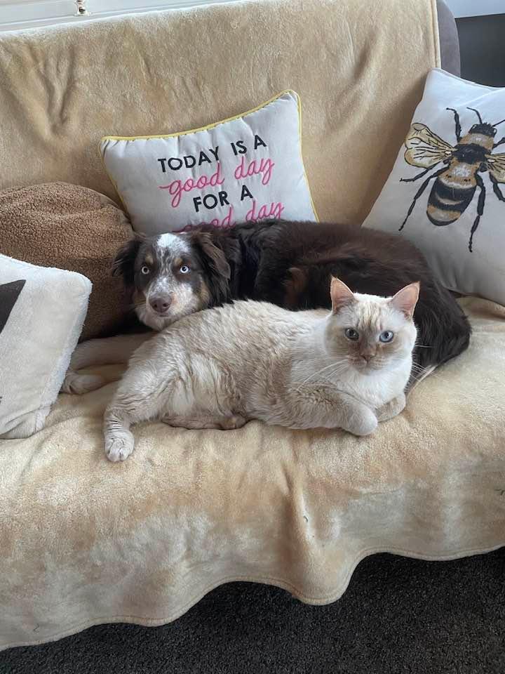 Ginger and Sid. My blue eyed fur babies