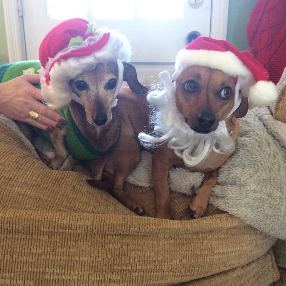 Merry Christmas from Mallory and Harley!
