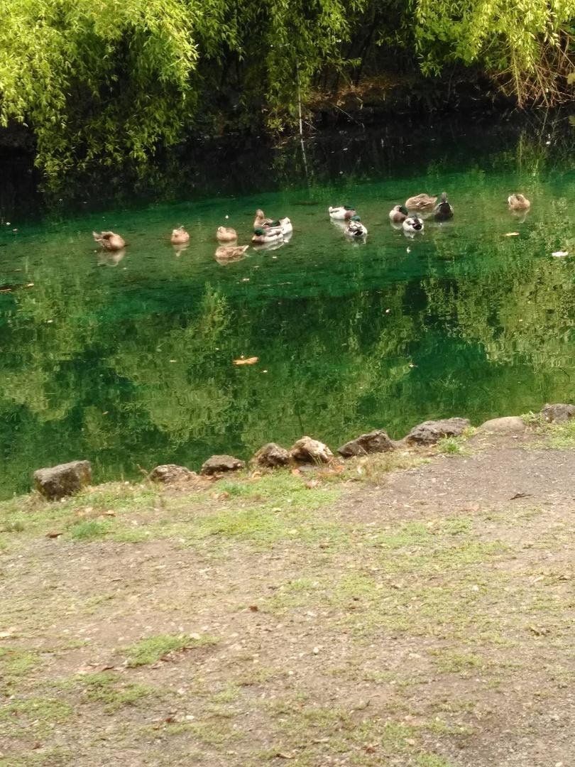 Quiet day at the duck pond yesterday.
