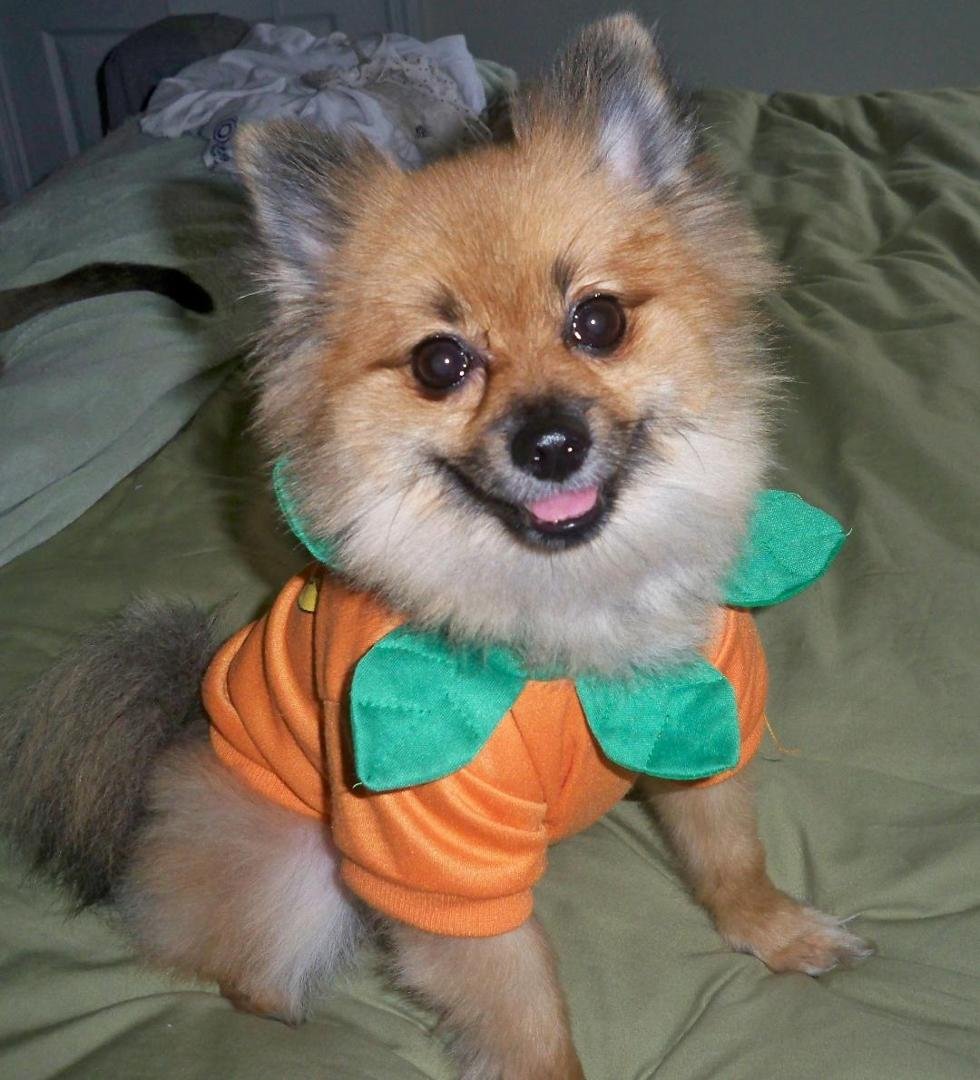 A photo of Teddy with all his garb on, and being a pumpkin teddy bear