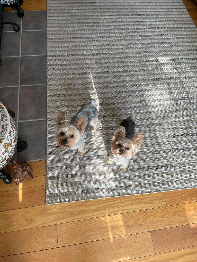 Finally got the puppies out to the spa today after almost two months! They are now ready for the Memphis summer ☀️