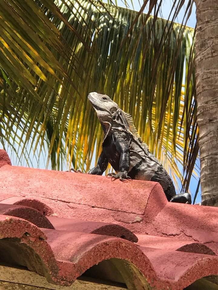 Our friend in Belize.