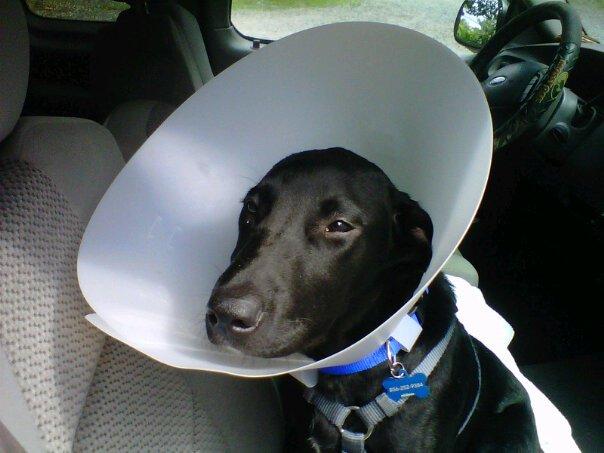 My Buddy's Not a Happy Puppy.