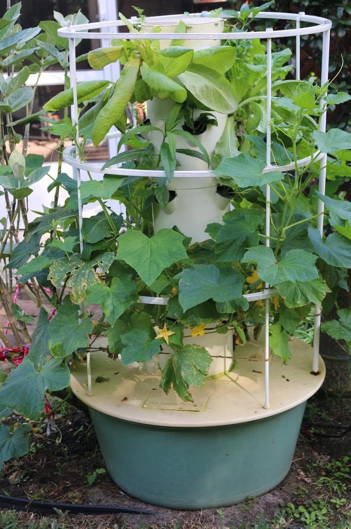My hydroponics garden: December 16th and still growing: cucumbers, zuchinni, romaine lettuce, bell peppers, spinach, cellery, and carrots.