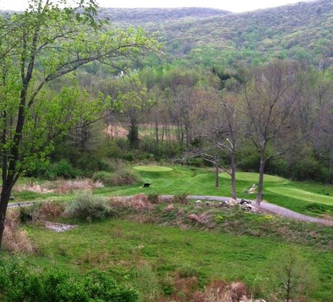 Hopefully, you can see the latest visitor top our 3rd tee. Looks like he's got te game for it. Young Black Bear