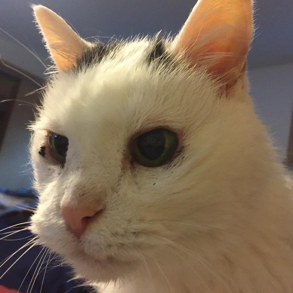 The head of the household.