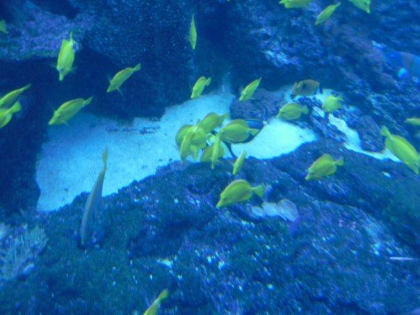 Tabitha Hanke's album, birthday trip to the aquarium 2010