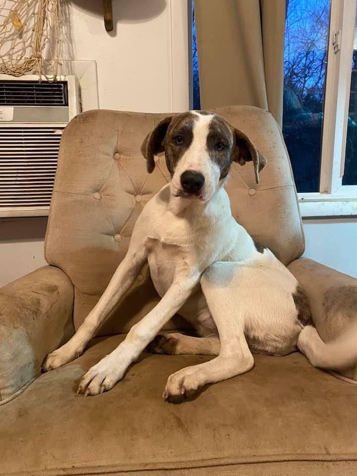 Hi Folks,  This will be short.  I believe  yall know what I think of our pets and animals.  Diamond was just a year old.  A sister from another liter of Trip, our other dog.
Somethink happened to her last night.  Trip has b