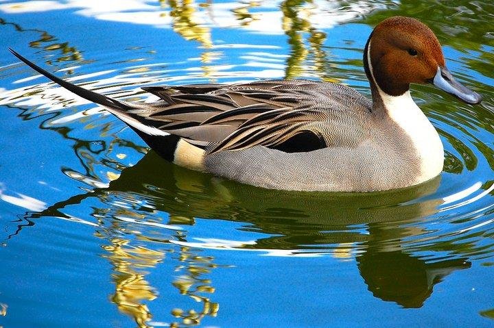 Wood duck on the lake