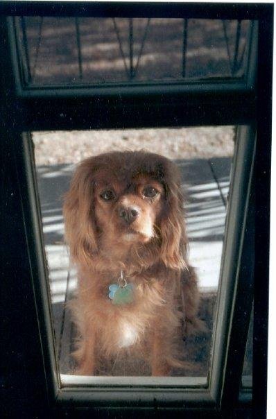 Red waiting patiently at the back door. I made it my screensaver and those solemn brown eyes are the best thing about being on the computer!