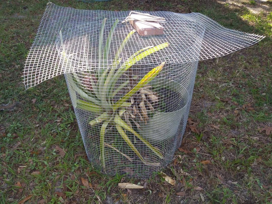 You can barely see the pineapple to the left.
