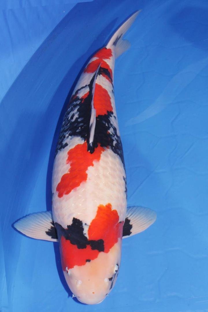This is a showa koi. They are known for looking bold, strong..stricking. The red and black are usually predominate but well balanced with white. More modern Showa's have more white. Here is a picture of a Showa koi worth mo