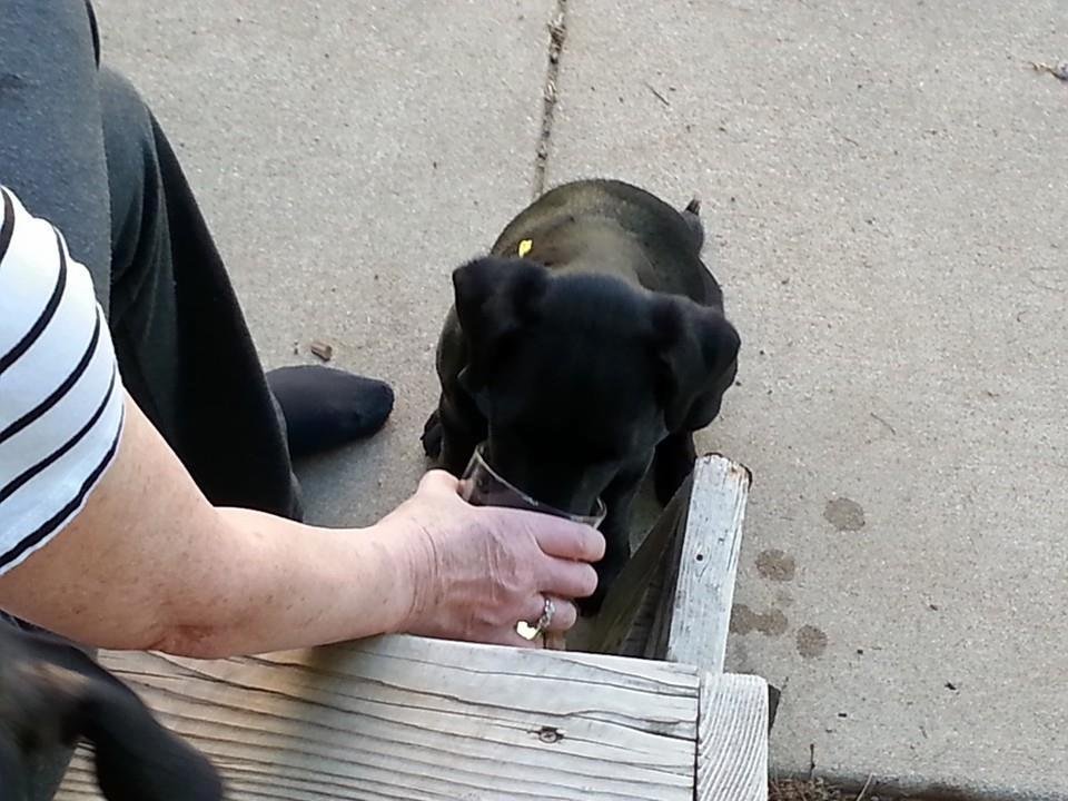 We have a new alcoholic in the family, we were wondering where our drinks were going.