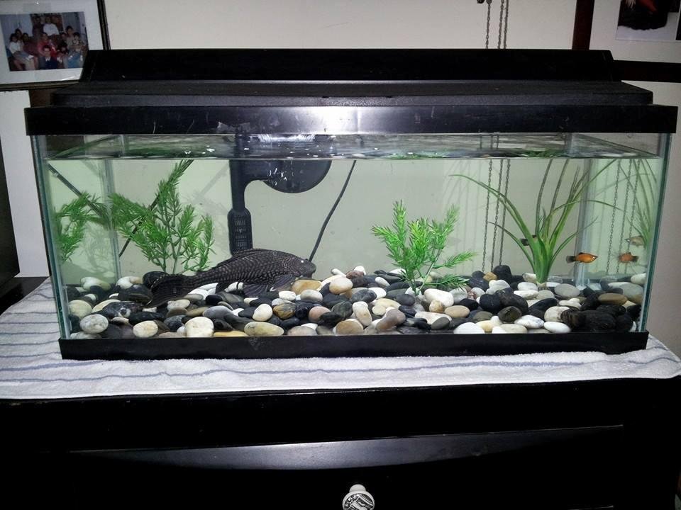 My fish tank is once again clean!