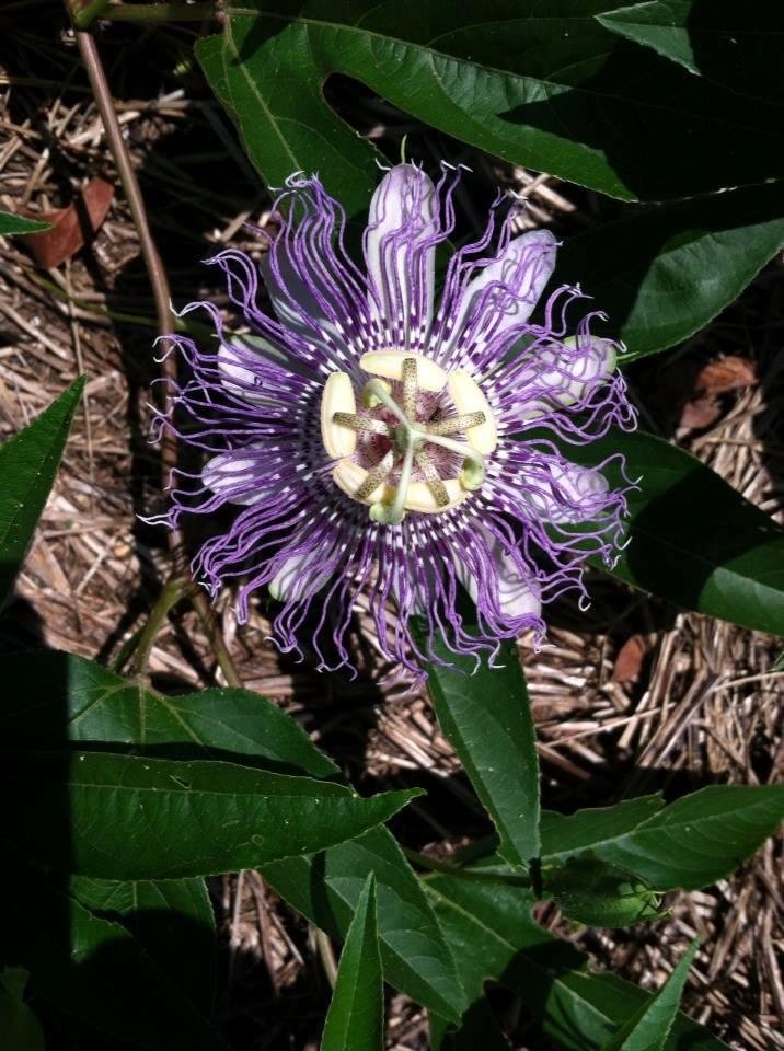 Can you name this flower? Many folks never or seldom see one. A flashback for sure.