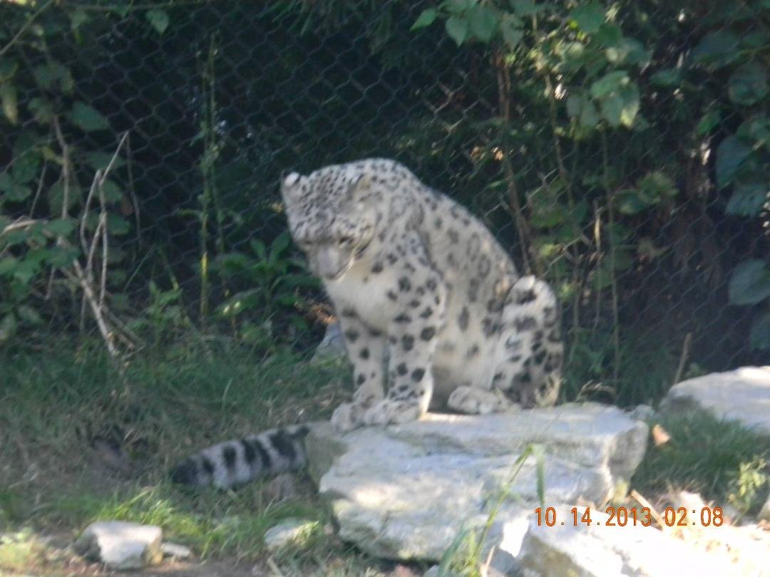 Lori Johnson's album, CINCINNATI ZOO