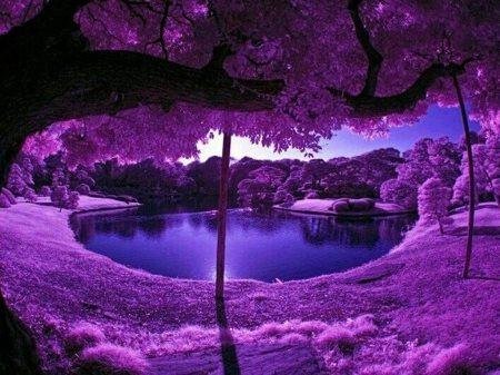 I think we should all wear purple today... Not red for Republican or blue for Democrat but blended to make purple for a united people now that the election is over...