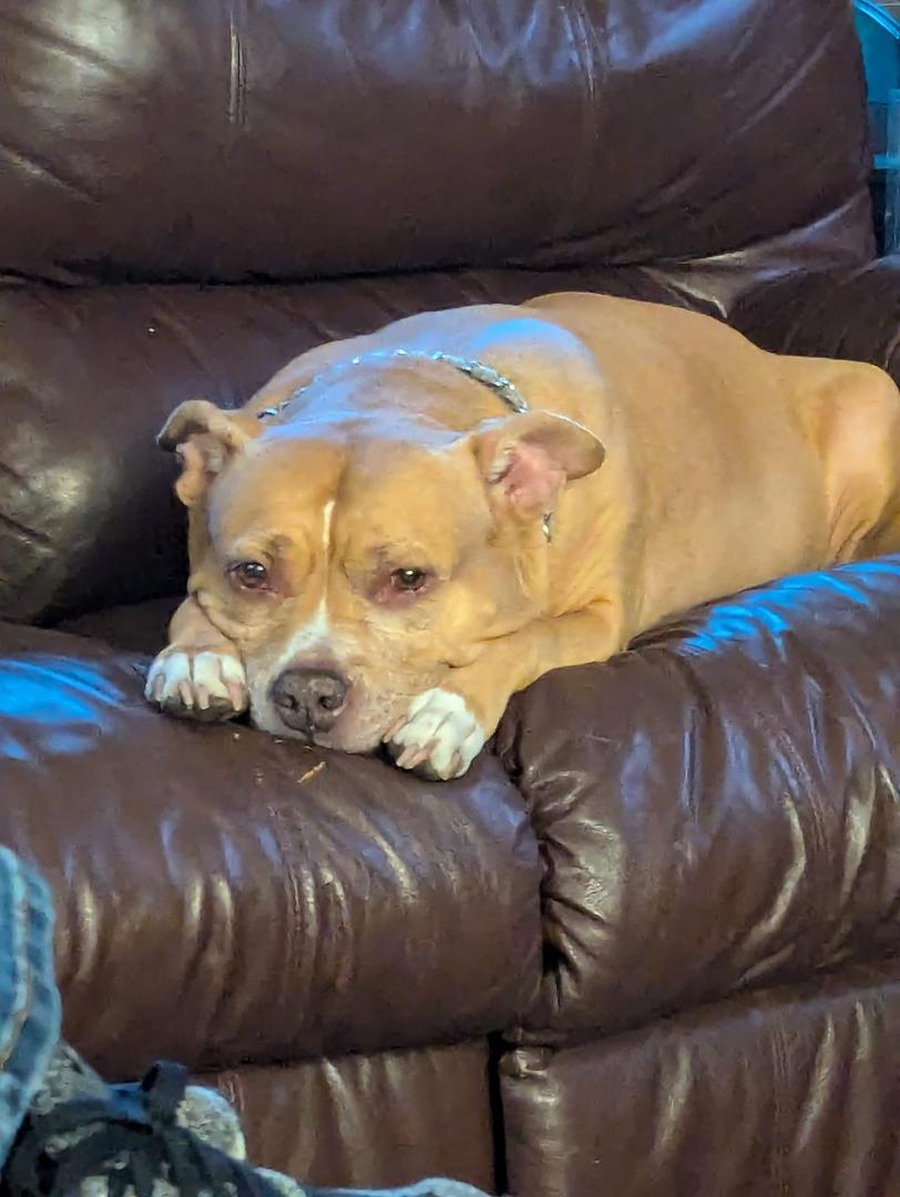Happy International Dog Day from Shelby