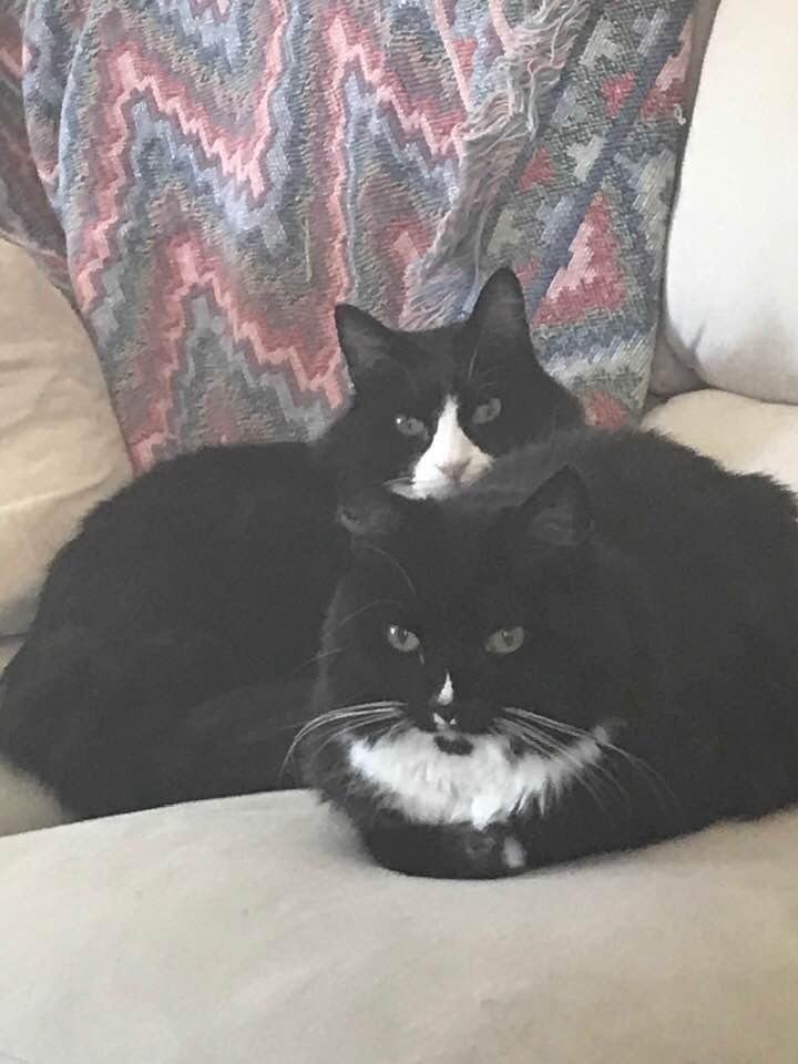 Luke and Leia enjoying my favorite couch seat and having their mom work from home. #quarantinewithcats