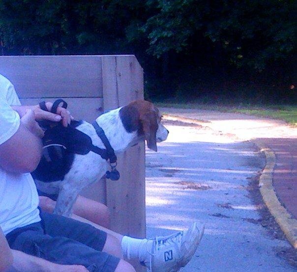 Beagle on a hayride