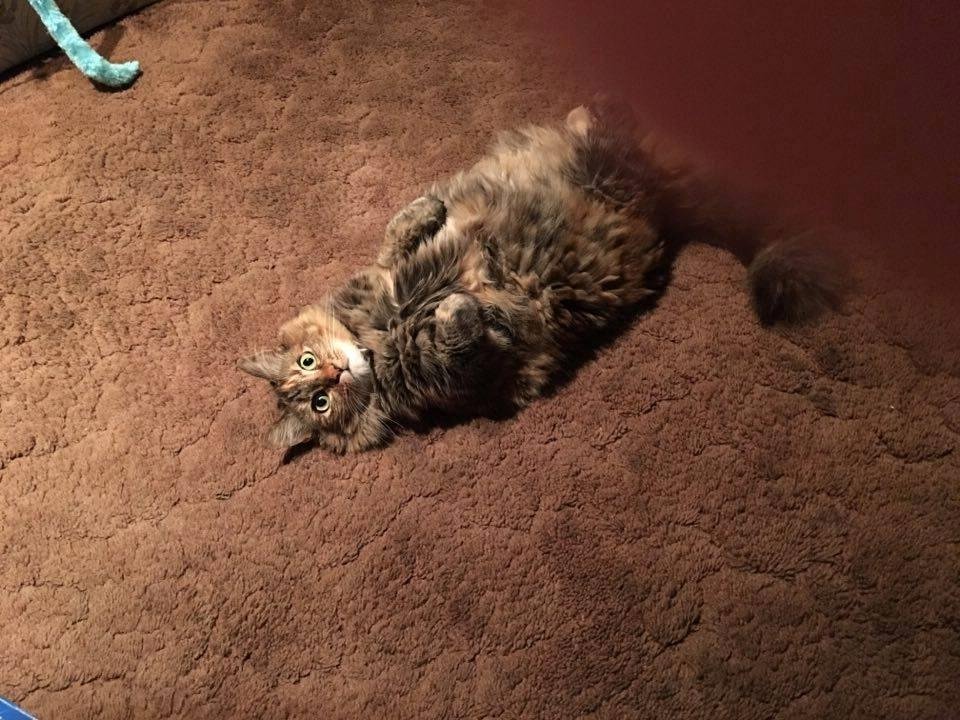 One of my cats Lola...