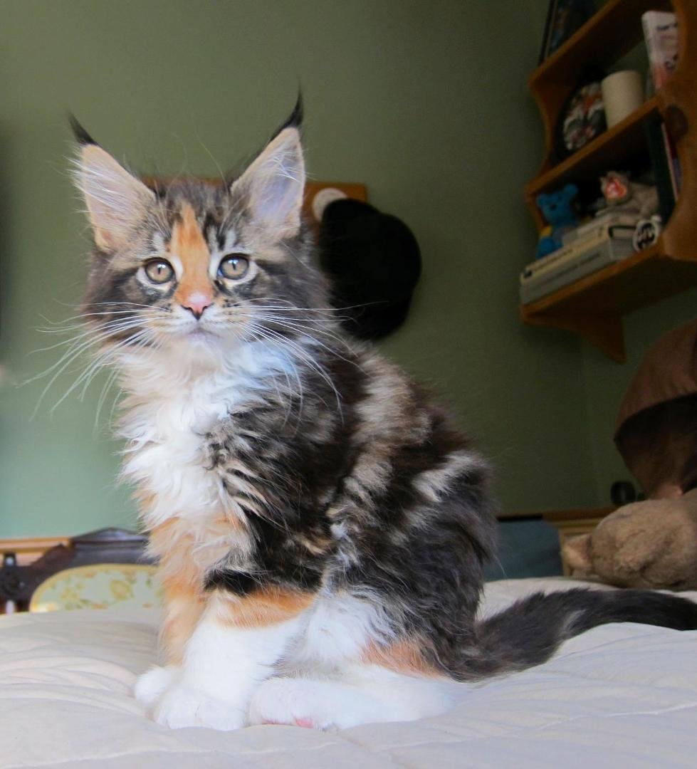 This is my new baby Maggie that I will be getting at the end of January!