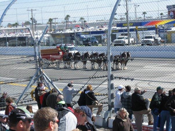 Got to love the Clydesdales for Budweiser