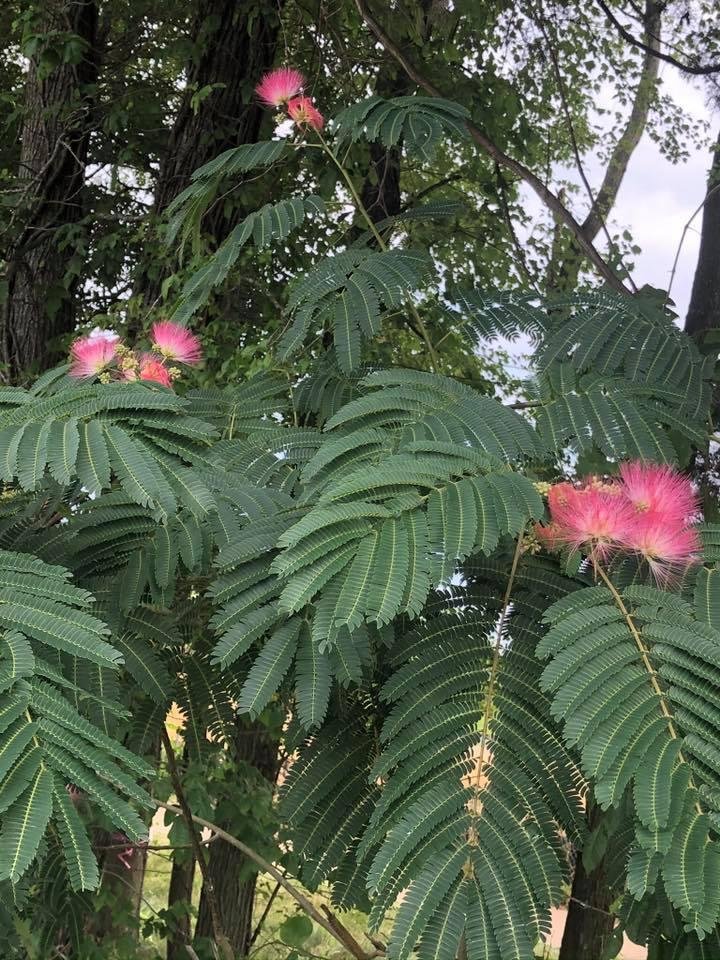 If memory serves, this is a mimosa.... Correct me if I’m wrong.