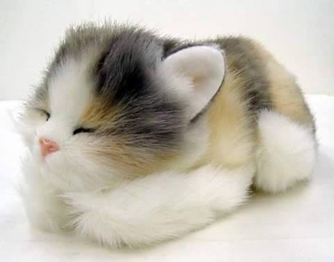awwwwww
