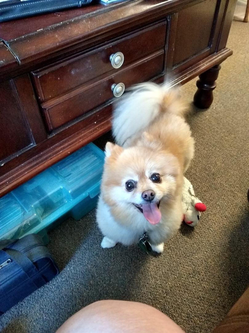 Happy dog day!