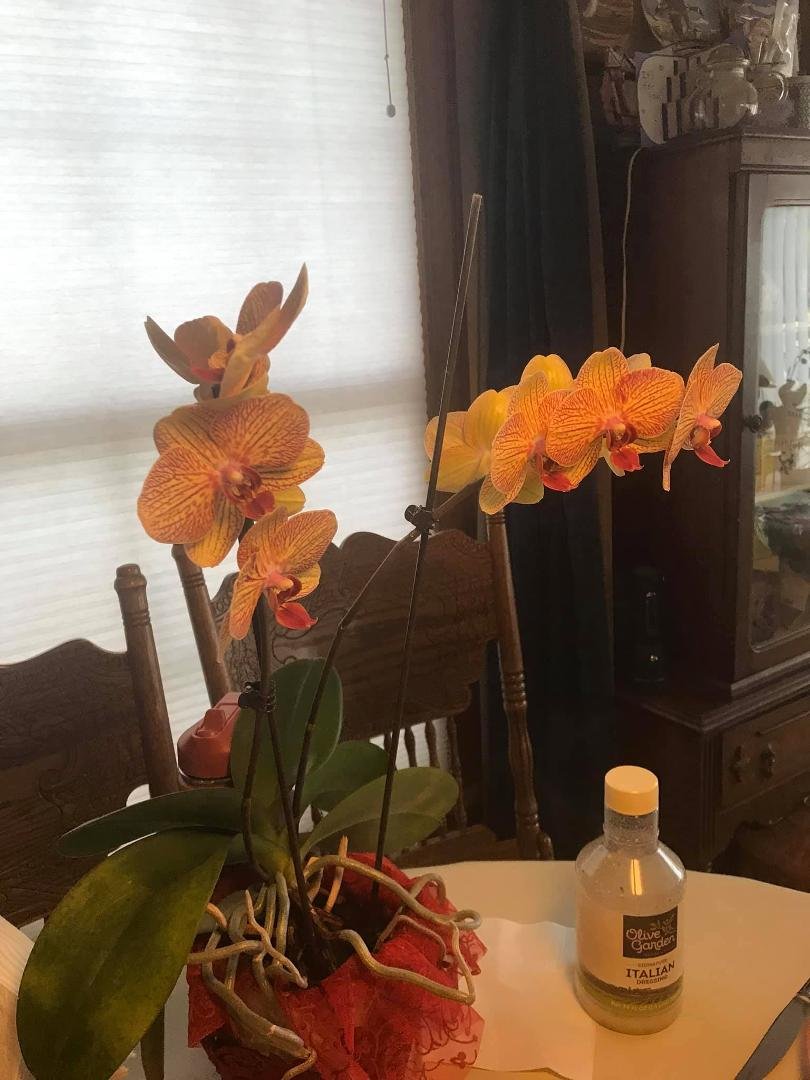 Sharon Luciano's album, Mobile Uploads