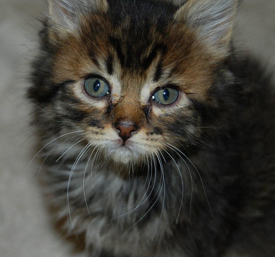 Kerri Halligan's album, Foster Animals