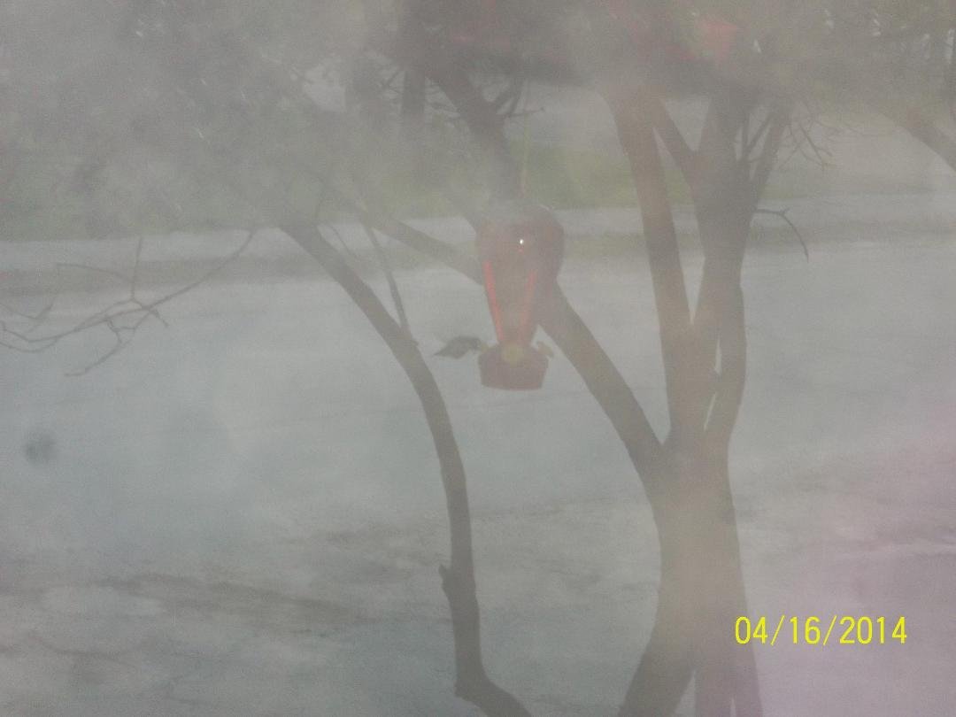 humming bird
