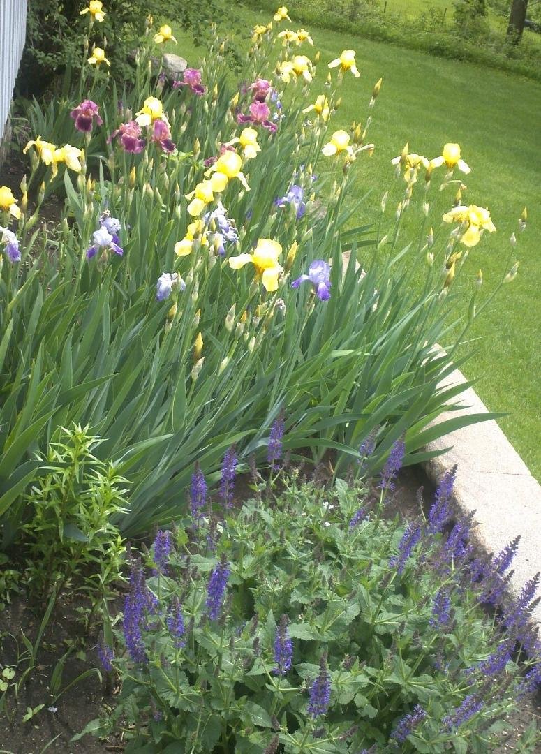 Lovely irises this year