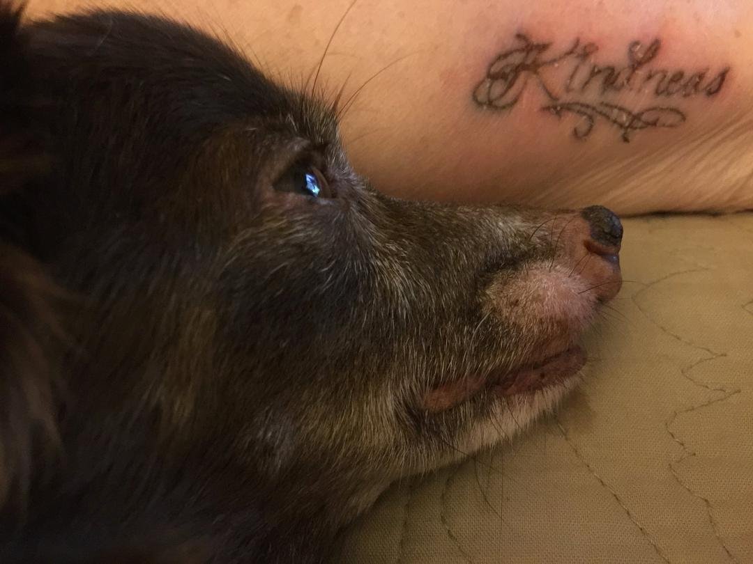 This is Cliff the other doggy