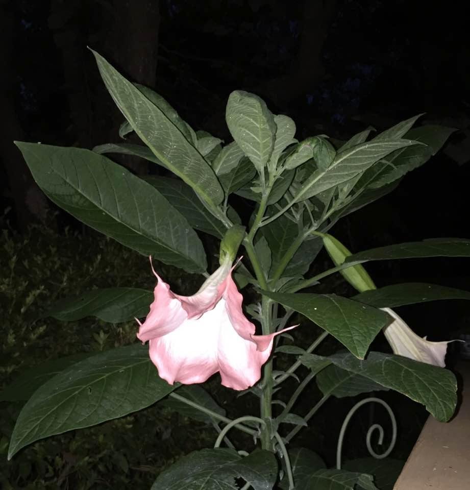 Lynette Daniels' album, Timeline Photos