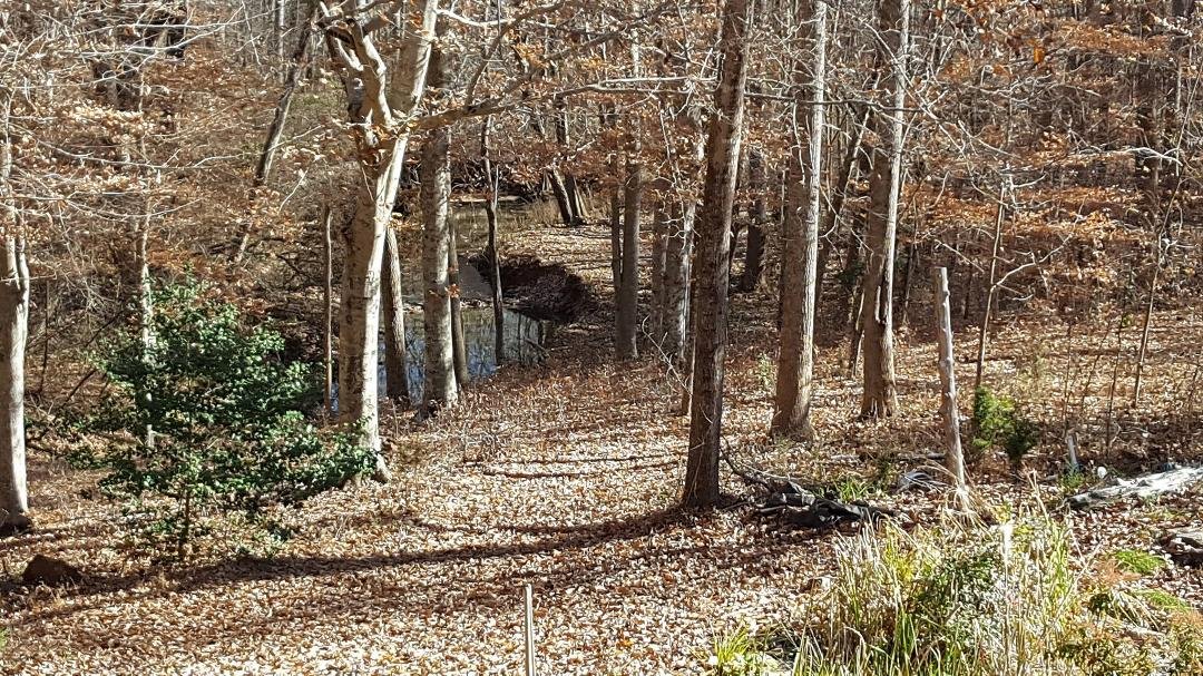 My Nephews back yard on 6 & 1/2 acres in Montpelier, VS. November, 2017.