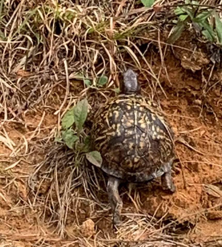Stopped to let this little guy cross my driveway in NC this morning.