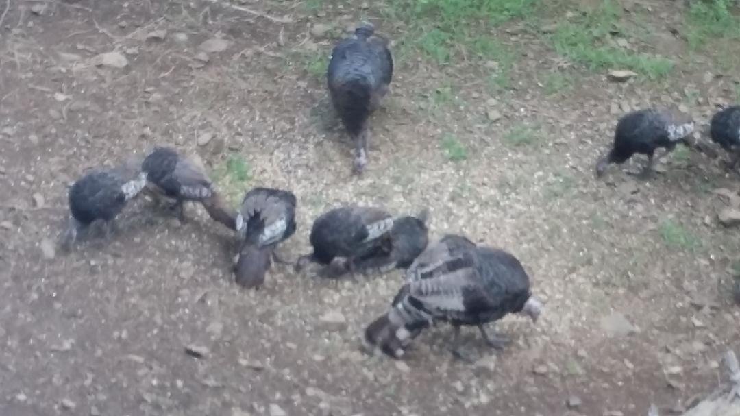 My turkeys,this morning.