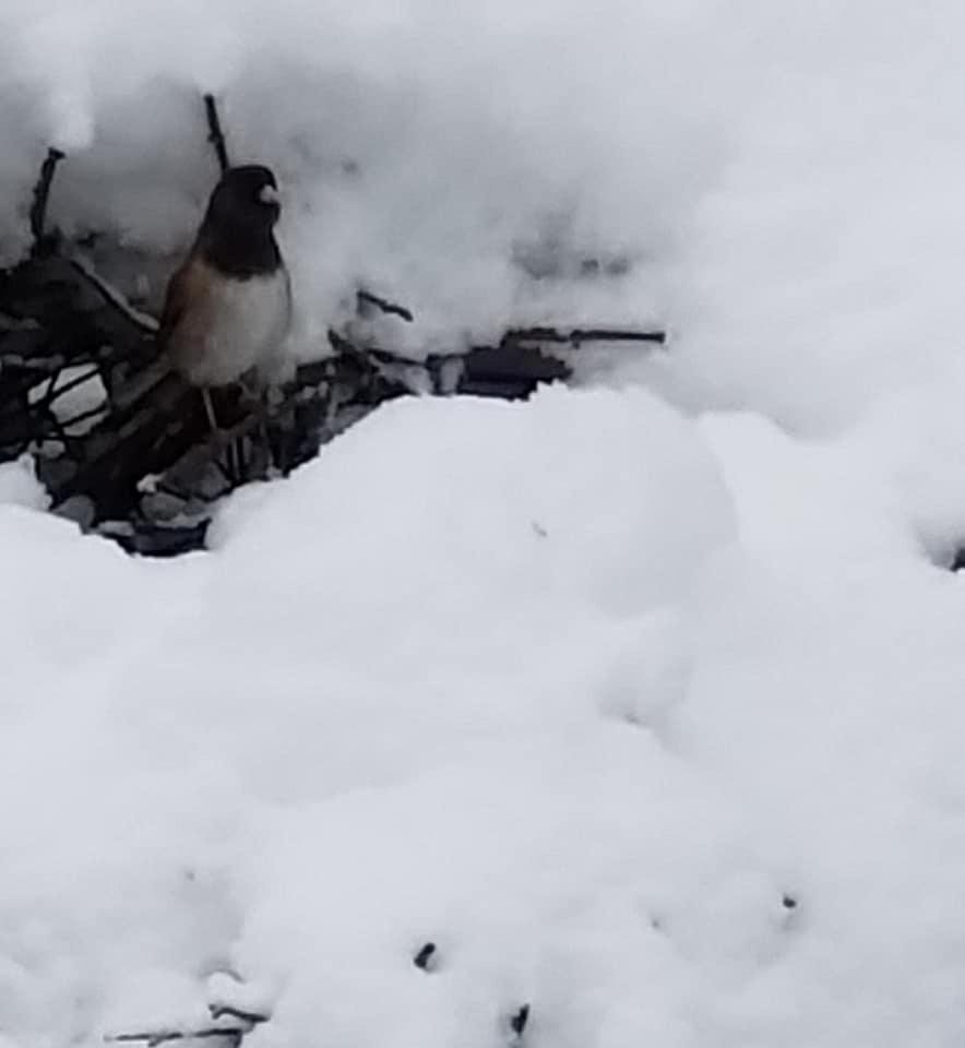 He found place to rest while waiting for his turn at the feeders.