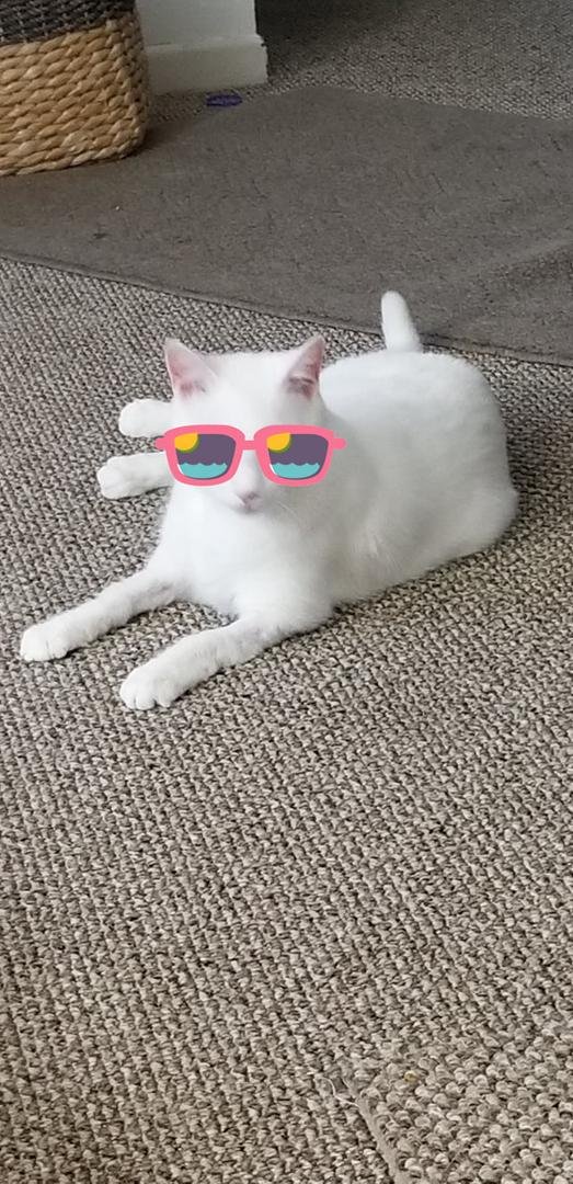 I'm a cool CAT!!!