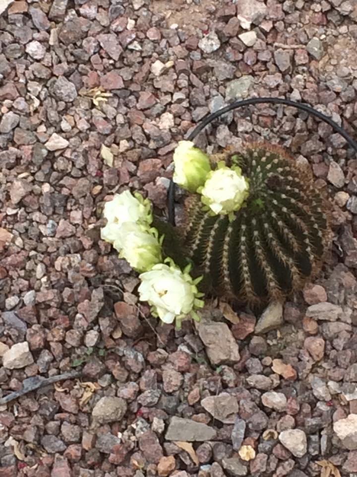 Barrel cactus.
