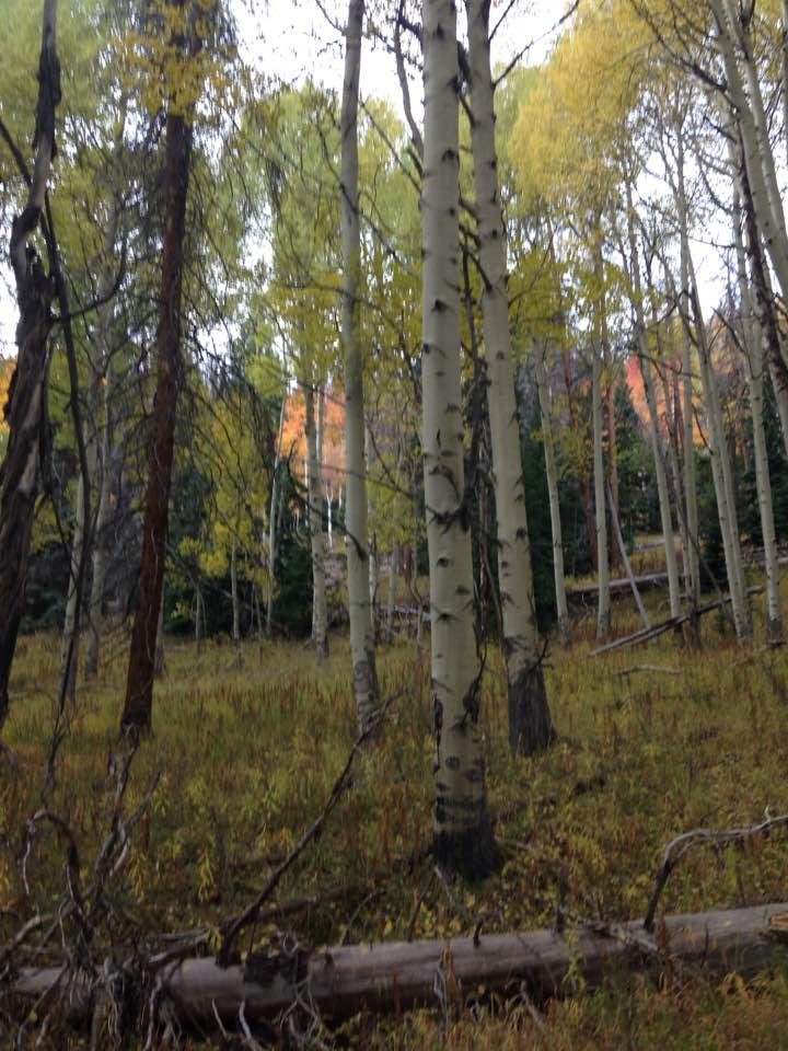 Catherine Samuelson's album, Timeline Photos