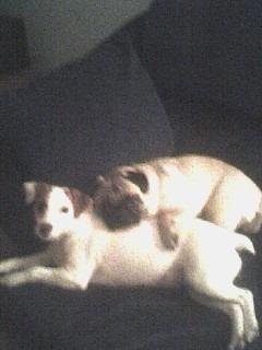 My second best friend with her best friend REST IN PEACE DOG