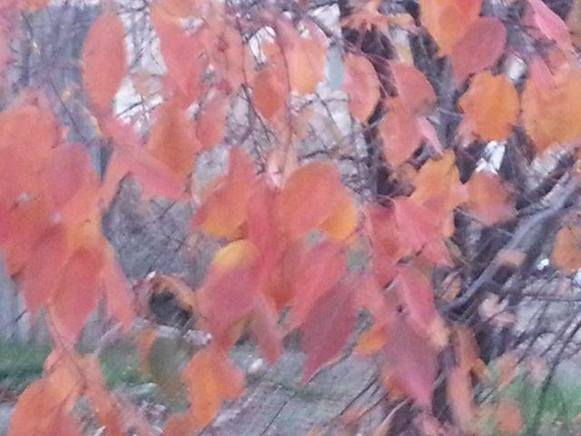 Too good for gray ,nice fall leave colors!