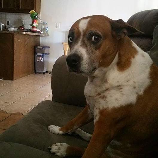 Damn I miss this dog. She was such a good girl. The goodest girl ever 😢