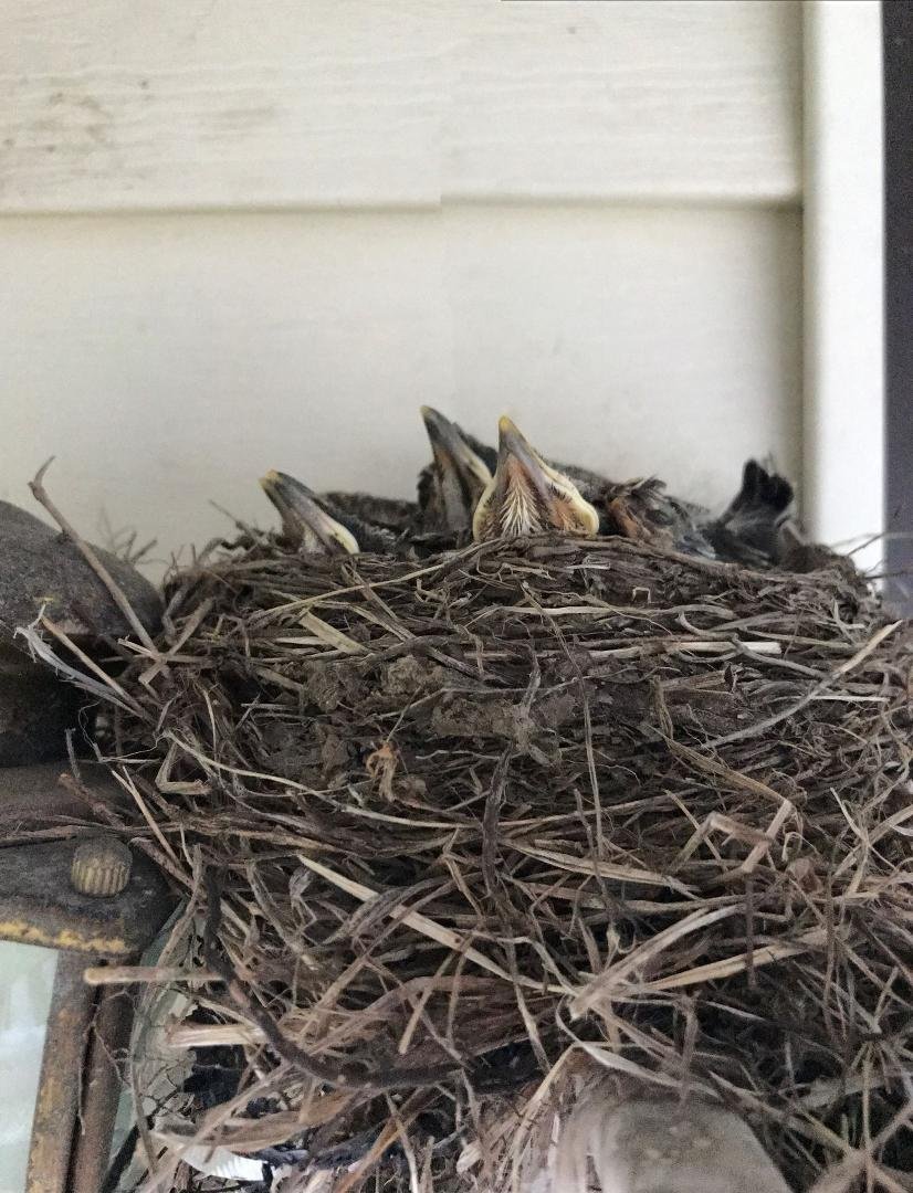 Little birds nest signs of spring they are so cute!