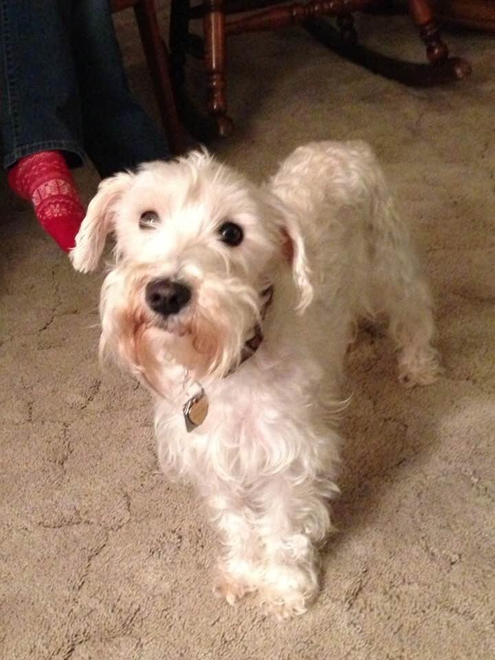 A belated Happy 10th Birthday, Greta 9/7/08
💕🍩🍪