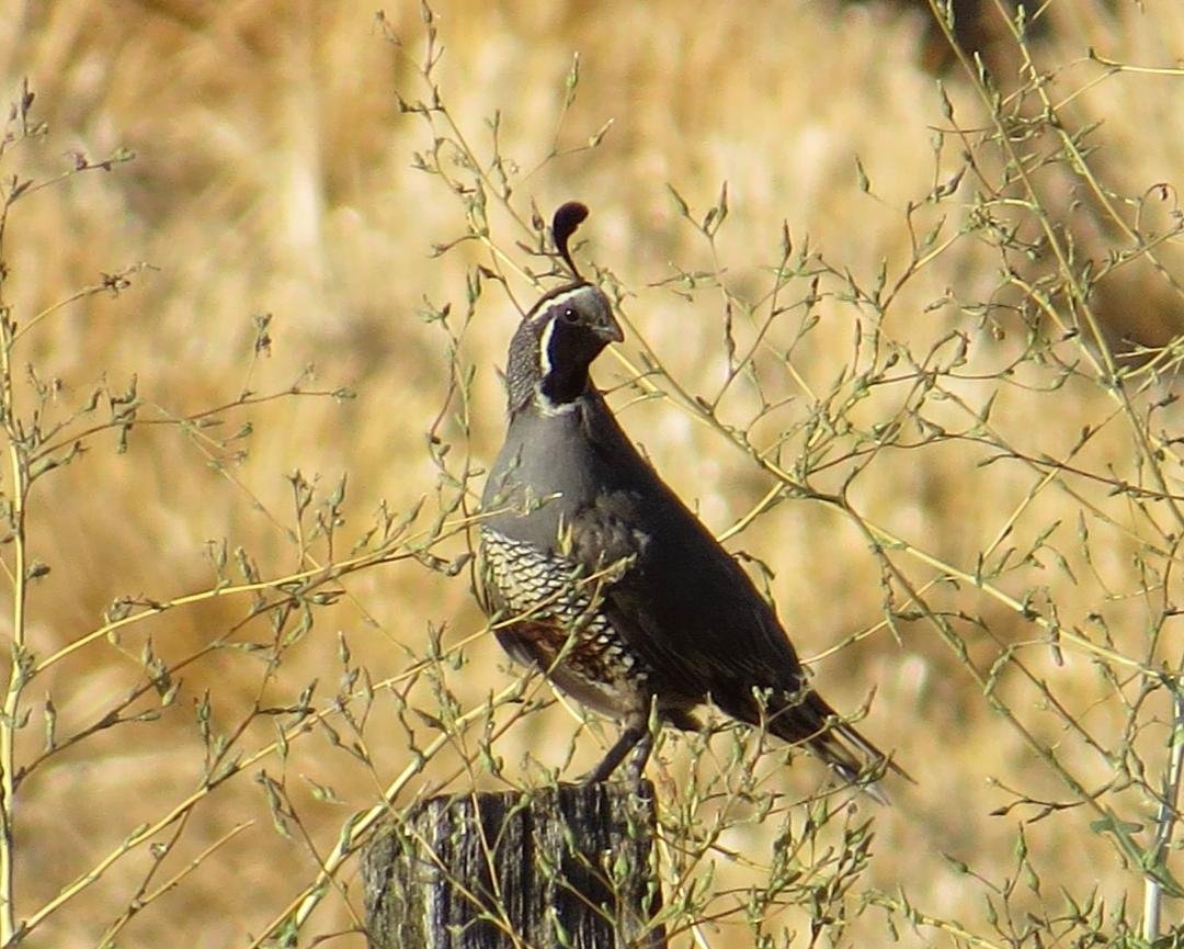 There are three blogs up that I really haven't mentioned on Facebook. Two of them deal with my trip in May to the Grand Canyon and Bryce Canyon. A third part of that series is yet to come. But I just got back from an ele